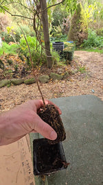 Load image into Gallery viewer, Mulberry trees for Silkworms
