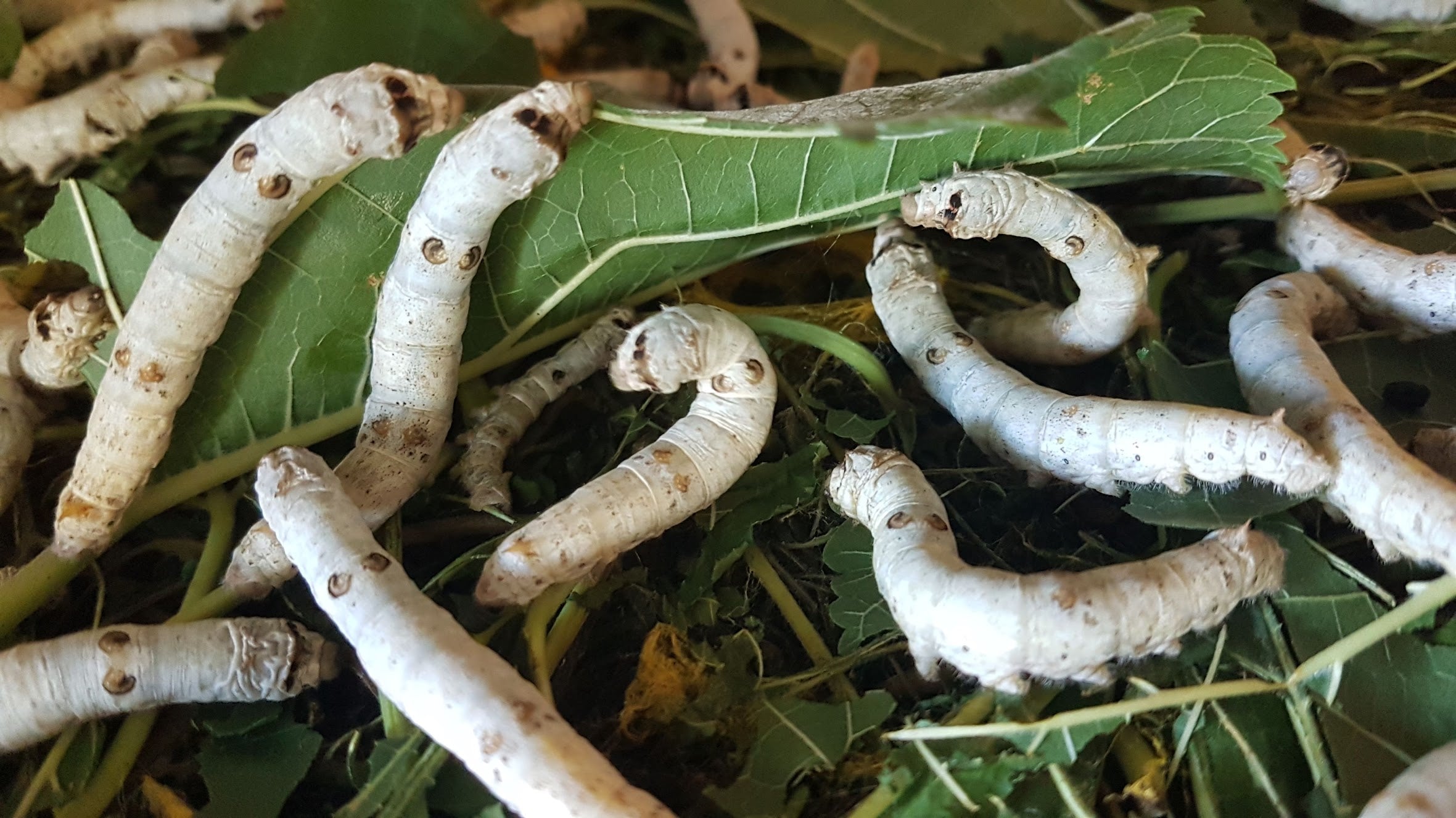 Live Silkworms – iNZect® Direct New Zealand