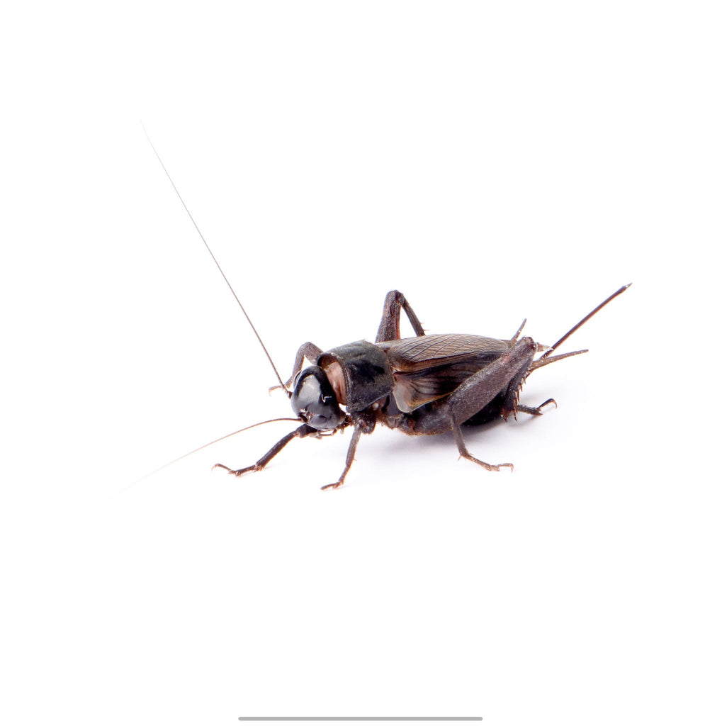 Live Crickets – iNZect® Direct New Zealand