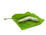 Load image into Gallery viewer, Freeze Dried Silkworms
